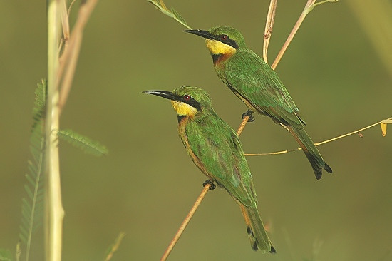 Little Bee-eater.jpg